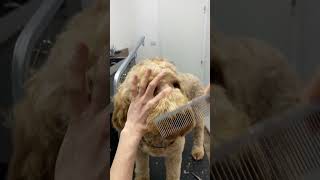 Download lagu How to trim Doodle face mp3 Download lagu How to trim Doodle face mp3