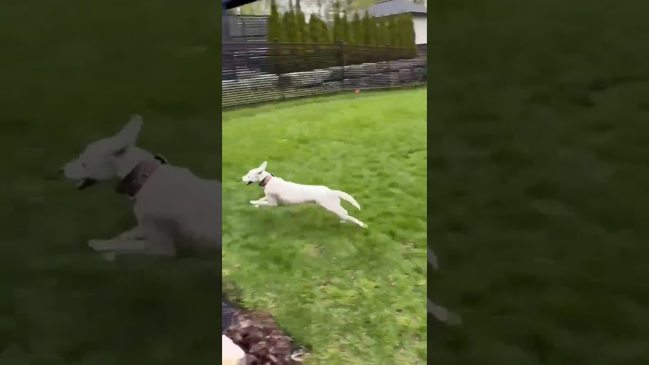 Billy, a Adoptable mixed breed in Woodville, ON video 6/6