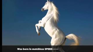 Heart of the Appaloosa Verse 1