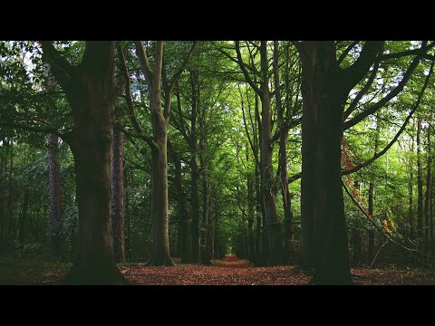 [ 4K ] Virtual Forest Walk along Middle Fork Trail at Snoqualmie region | Part 1 - 7 HR Relax Music