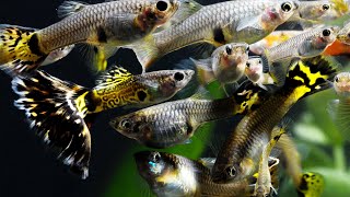 How to Breed fish for Profit. Part 1. Fancy Guppies, Java Moss, Cherry Shrimp, African Cichlids.