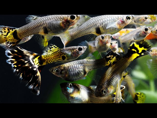 How to Breed fish for Profit. Part 1. Fancy Guppies, Java Moss, Cherry Shrimp, African Cichlids.