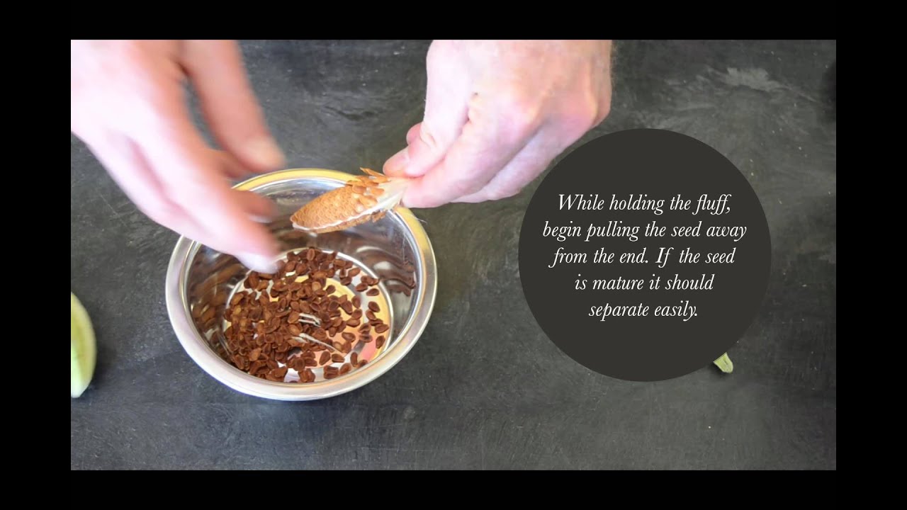 Cleaning Milkweed Seed by Hand is Easy