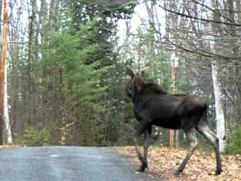 Moose!