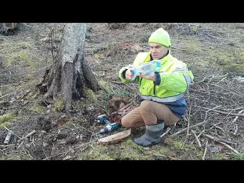 How to get birch sap, natural tree juice