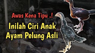 Download lagu Ciri Ciri Anak Ayam Pelung Asli - Awas Tertipu Beli Online mp3