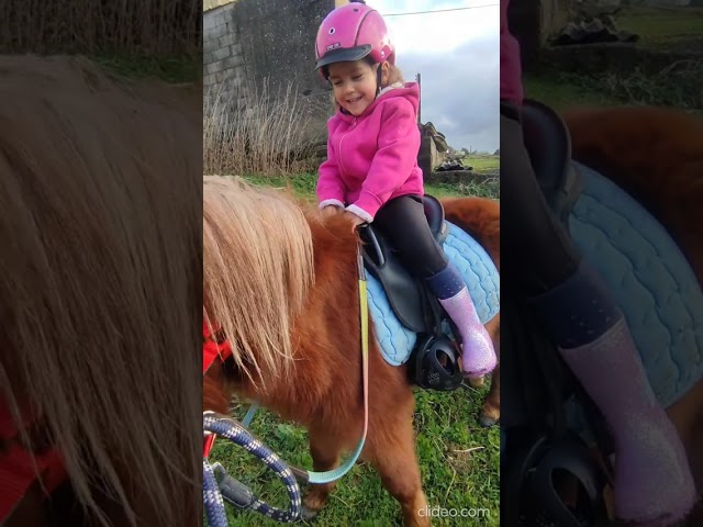 Poney hongre onc (type shetland) 3 ans, 1m