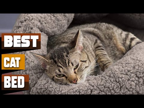 Best Cat Beds In 2022 - Top 10 Cat Beds Review
