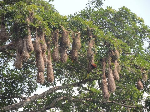 Giant colony of Montezuma and Chesnut-headed Oropendolas