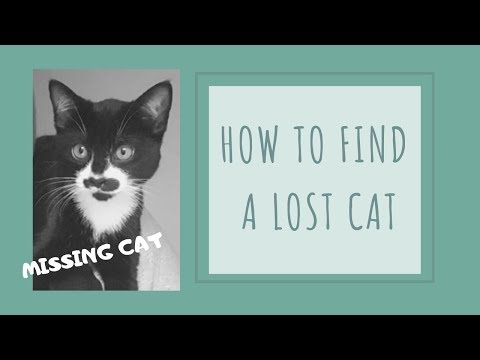 What to do if your Cat goes Missing  - How to find a Lost Cat