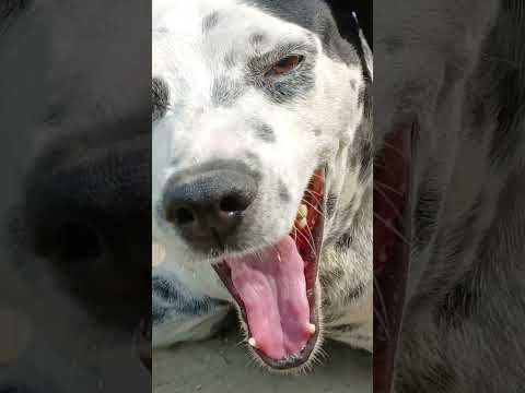 dog#dogsdogsdogs dog#dogdog dog#dogpictures dog#dog dog#cute dog#dogbreeds