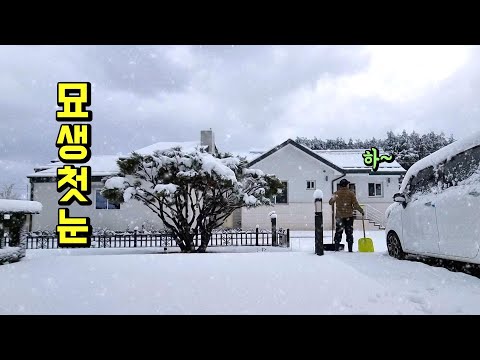 3월, 묘생 첫눈을 본 집고양이 vs 길고양이