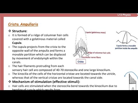 L13 Physio P2 (Posture & body equilibrium) CNS 41