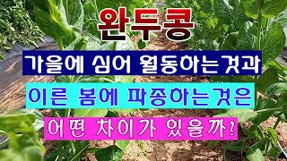 [텃밭농부 1,421]  완두콩. 가을에 심는 것이 좋은가? 봄에 심는 것이 좋은가? 비교 분석 #완두콩재배…