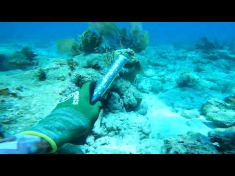 Spearfishing Florida Keys (Tavernier Key) Lobsters, Black grouper