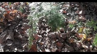 Natureza em sua essência - OUTONO