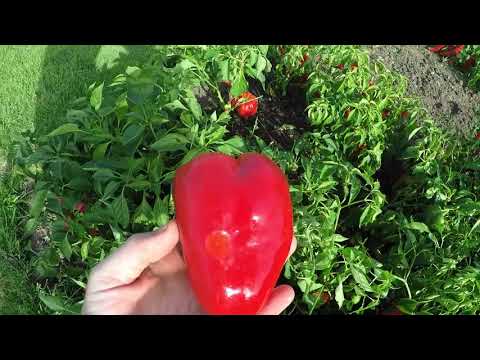 download lagu mp3 mp4 Italian Pepper Seeds, download lagu Italian Pepper Seeds gratis, unduh video klip Italian Pepper Seeds