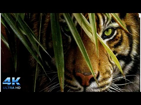 4K & 8K Video HD Unbelievable Natural Beauty Asian Tiger Videos Wildlife Film world IN 4K