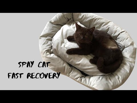 Spay cat fast recovery.