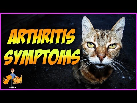 Top 10 Symptoms of Arthritis in Cats + Signs of Pain
