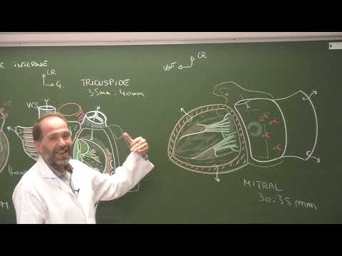 Thorax 3 - Anatomie du cœur [Heart external morphology and cardiac cavities]