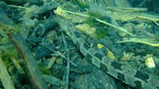 preview picture of video 'Brown Snake and Bowfin in Manatee Springs - Triton Scuba'