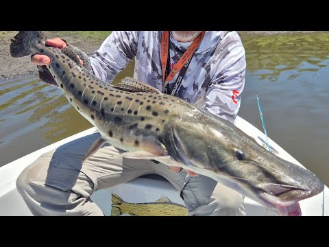 Pesca de surubies en Colon #Surubi #bait #pesca #baitcasting #fishing #colonentrerios #señuelo 