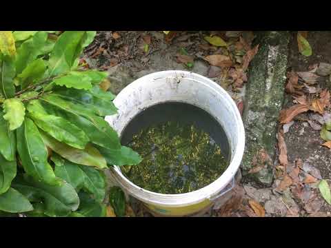 Ngày 1-8 ÂL bón phân hữu cơ định kỳ cho cây mai vàng miền Bắc