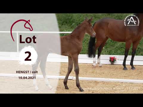Catalogue #2 - Verdi - 1st AUSTRIAN ONLINE FOAL AUCTION