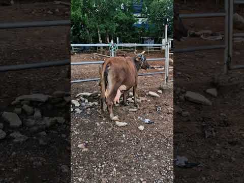 Vacas que han ingresado al tiangue de Osicala Morazán Sur, +503 7082 4890