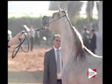 N.173 SQ RAKAN - Ajman 2016 - Colts 2 years old (Class 8A)