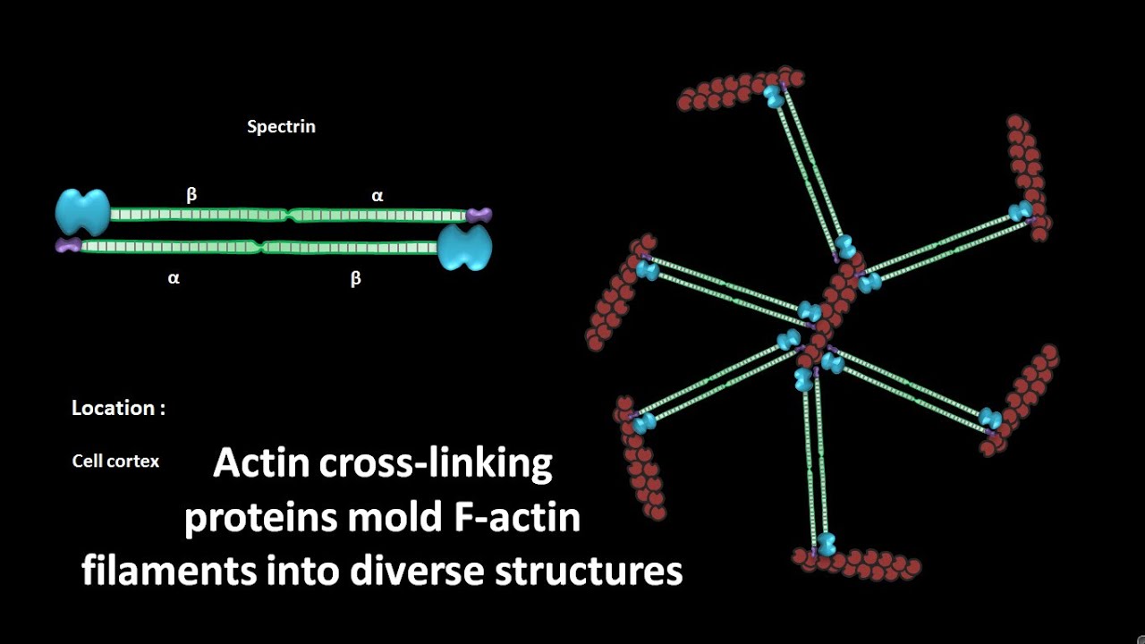 Actin cross-linking proteins | CSIR NET LS JRF | GATE | #csir #gate