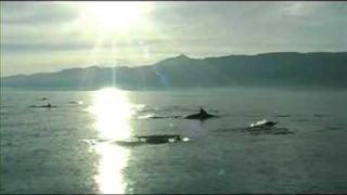 preview picture of video 'Dolphin chasing Lovina Beach north Bali'