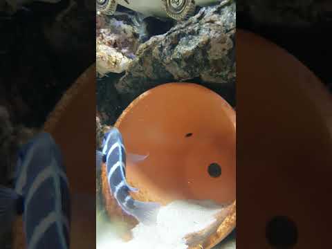 Balz, Paarung und Ablaichen meiner Tanganjika-Beulenkopf, Cyphotilapia frontosa "Burundi"