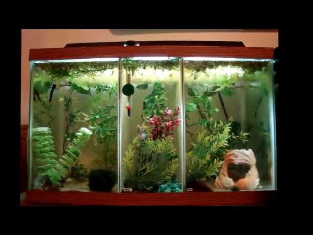 Custom Betta Fish Tank