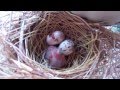 Baby Cardinal Bird Hatching in Nest 