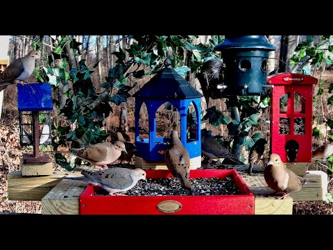 winter  Bird Feeder cam - Finches,  Rose-Breasted Grosbeaks, Cardinals, Orioles & more