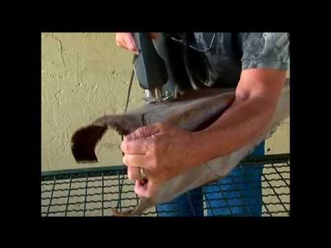 Mulher.com 01/05/2013 Walter Silva - Arara em folha de coqueiro