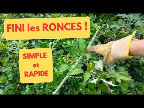 ÉLIMINER les RONCES: SIMPLE et RAPIDE
