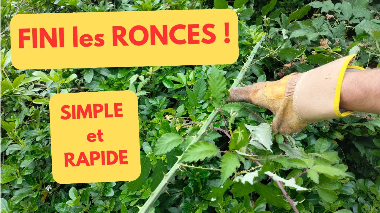 ELIMINER les RONCES: SIMPLE et RAPIDE