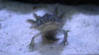 Meus Axolotl bebês, Shabba (Golden) FreeWilly (Wild type)
