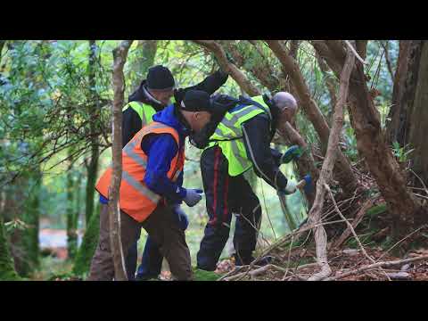 Treatment of Rhododendron - Hatchet method