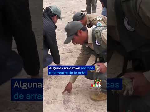 16660 huellas de dinosaurios descubiertas en Toro Toro, Potosí 🇧🇴