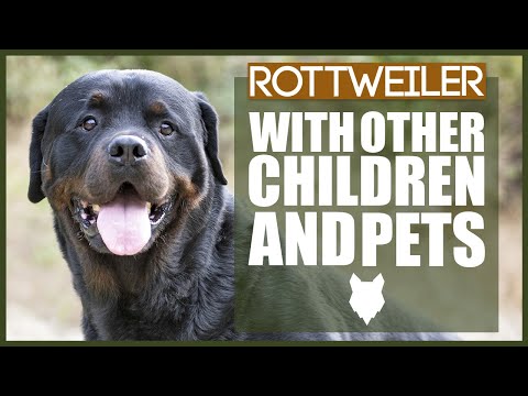 ROTTWEILER WITH OTHER CHILDREN AND PETS
