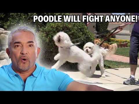 These Aggressive Poodles Will Fight Anyone! | Cesar 911 Season 2, Ep. 6 - Part 2