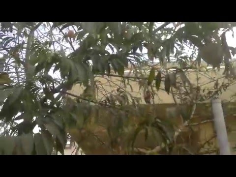 download lagu mp3 mp4 Cherimoya Fruit In India, download lagu Cherimoya Fruit In India gratis, unduh video klip Cherimoya Fruit In India