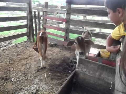 Meu Sitio Meu Paraiso video