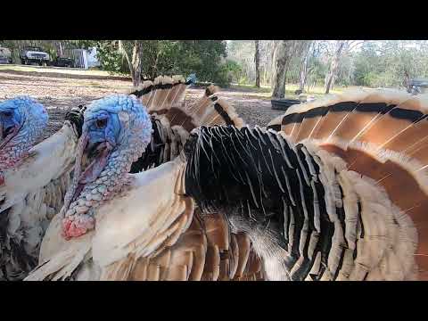 Turkeys Gobbling and showing off