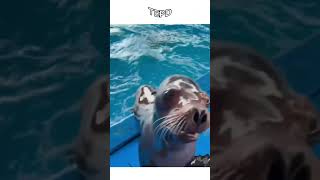 Foca super fofa! 🦦♥