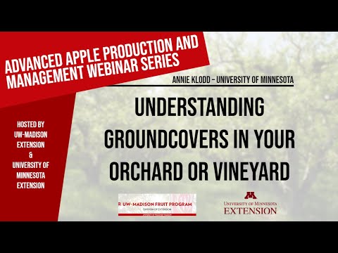 Understanding Groundcovers in Your Orchard or Vineyard